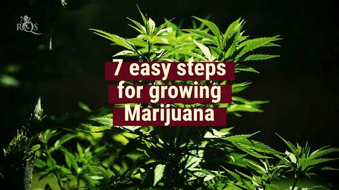 9 Tipps Für Weed-Grower, Um Erfolgreich Cannabis Anzubauen