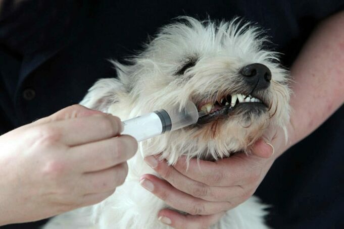 Die 6 Haeufigsten Krebsarten Bei Hunden Tierarzt Antworten
