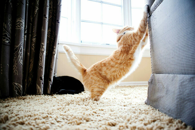Drei Beste Tipps Um Katzen Davon Abzuhalten Den Teppich Zu Kratzen