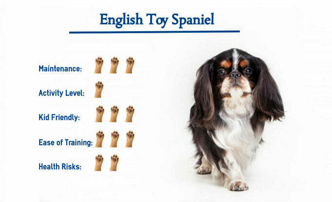 Informationen Zur Rasse Des Englischen Toy Cocker Spaniel. Bilder Eigenschaften amp Fakten
