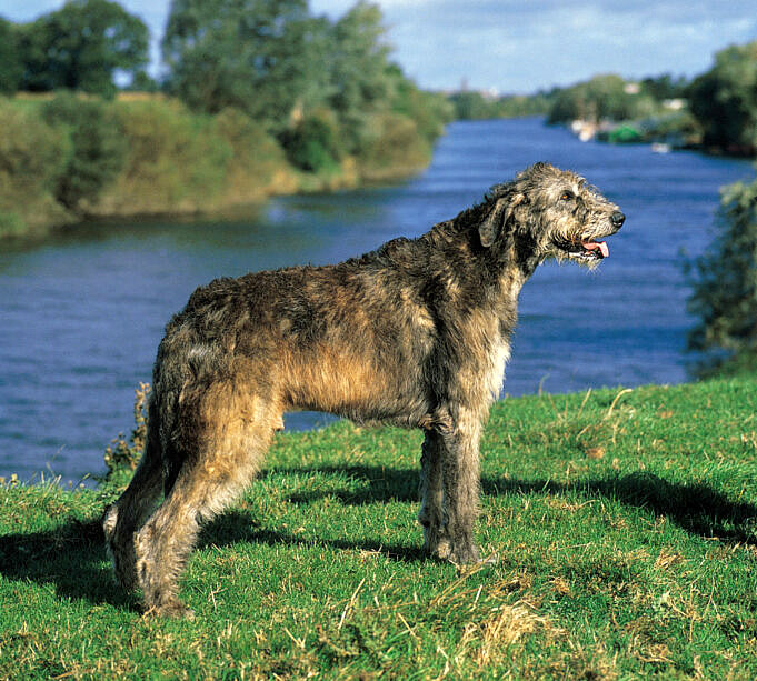 Vergleich Des Irish Wolfhound Und Des Scottish Deerhound Was Ist Der Unterschied