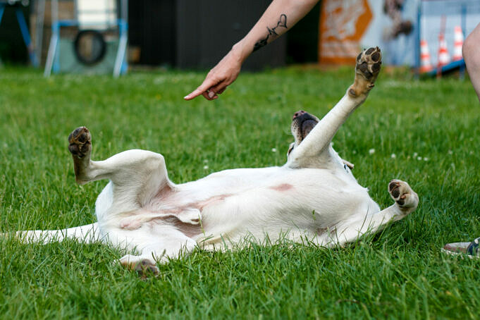 Warum Rollen Hunde Im Gras 6 Haeufige Gruende