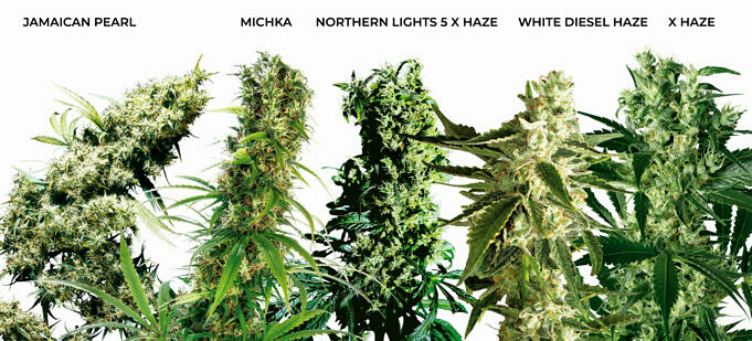 Wie Wählt Man Die Richtige Cannabissorte Für Den Heimanbau Aus?